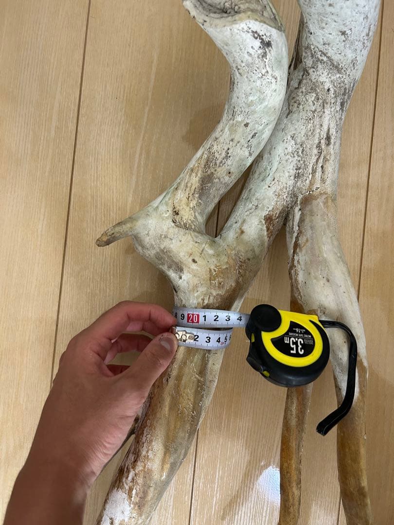 珊瑚　深海松 レインボーコーラル 原木 希少