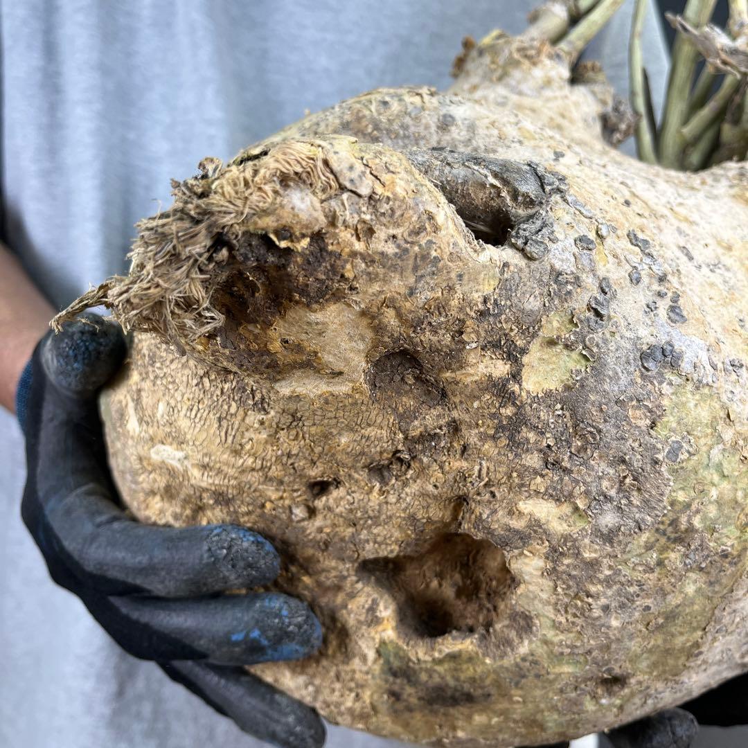 ぱ*ん様 11 激レア 超大株 アデニア ペチュエリー 現地球 鮮度抜群