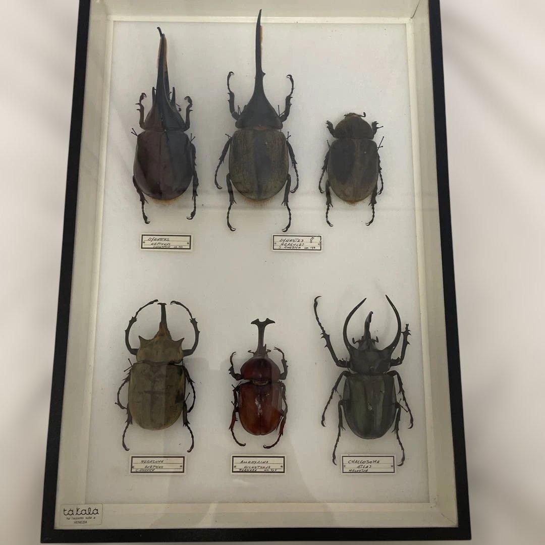 カブトムシ標本 6匹セット フレーム付き