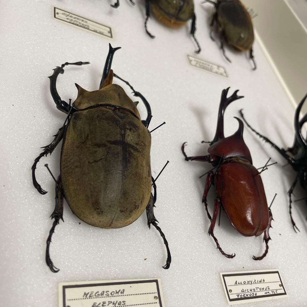 カブトムシ標本 6匹セット フレーム付き