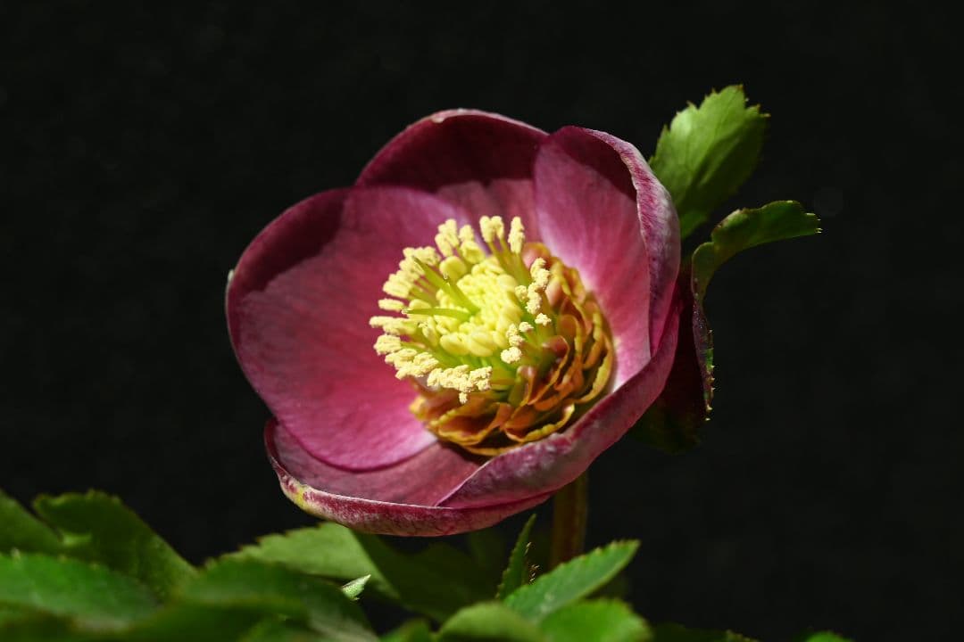 クリスマスローズ　sdレッドリバーシブル　ソフトカップ咲き加藤農園