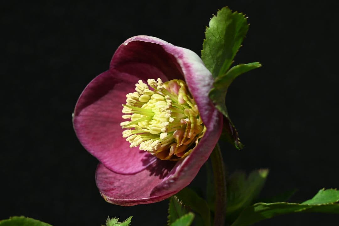 クリスマスローズ　sdレッドリバーシブル　ソフトカップ咲き加藤農園