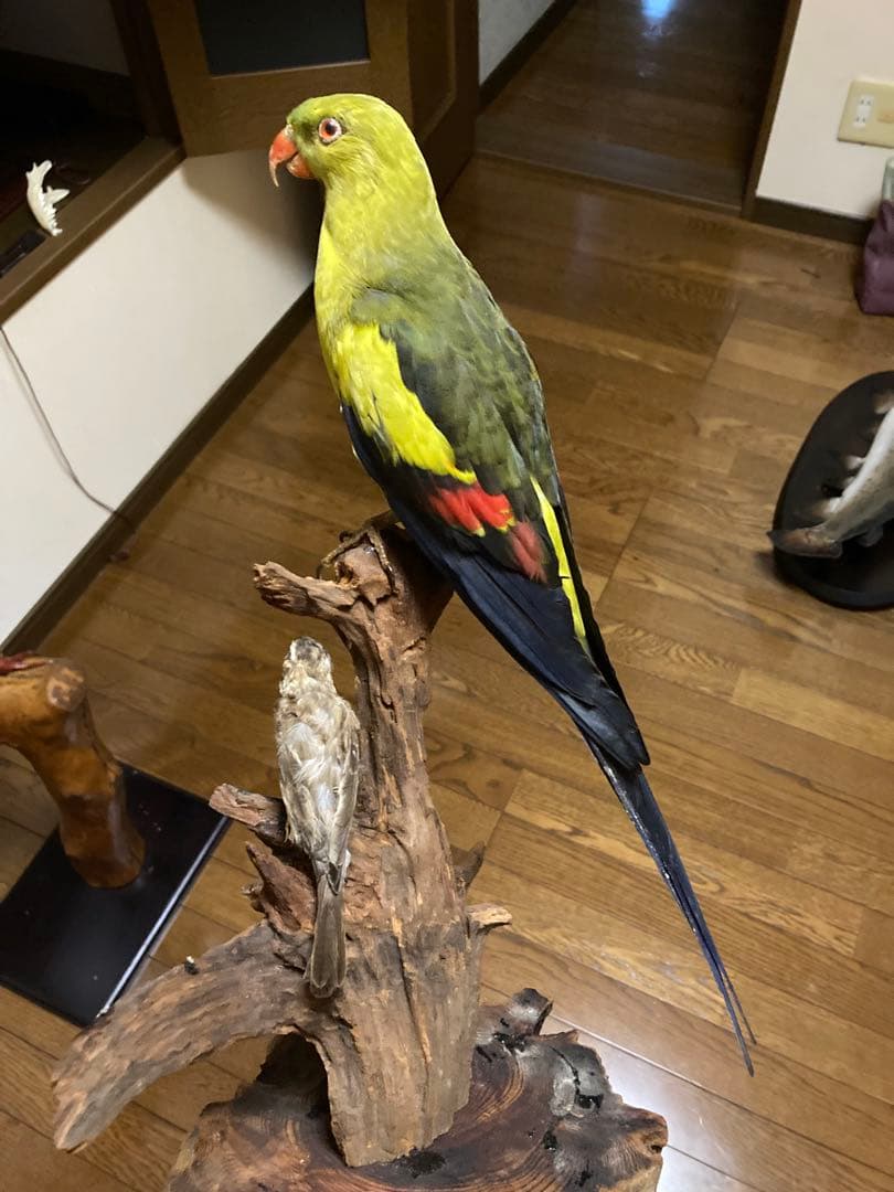 オグロインコの剥製