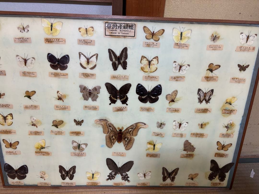 蝶標本 フレーム付き 多様な種類