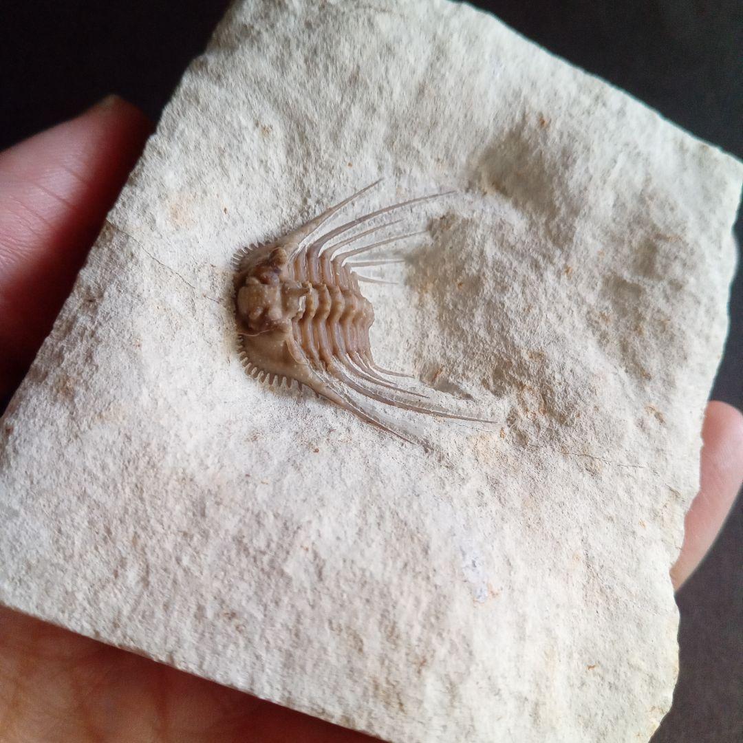 三葉虫　USA　ケトネラスピス　極美　希少