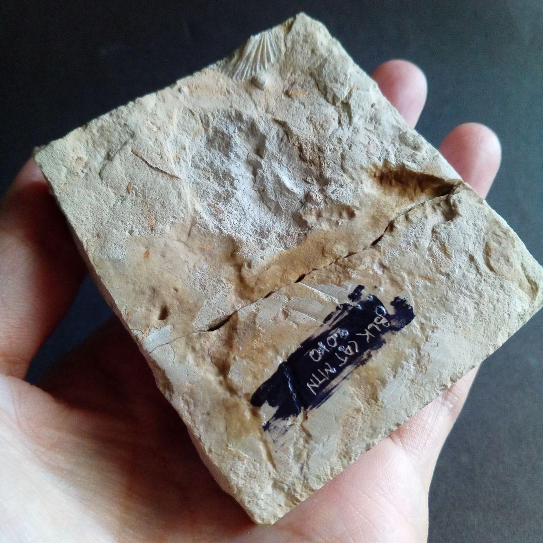 三葉虫　USA　ケトネラスピス　極美　希少