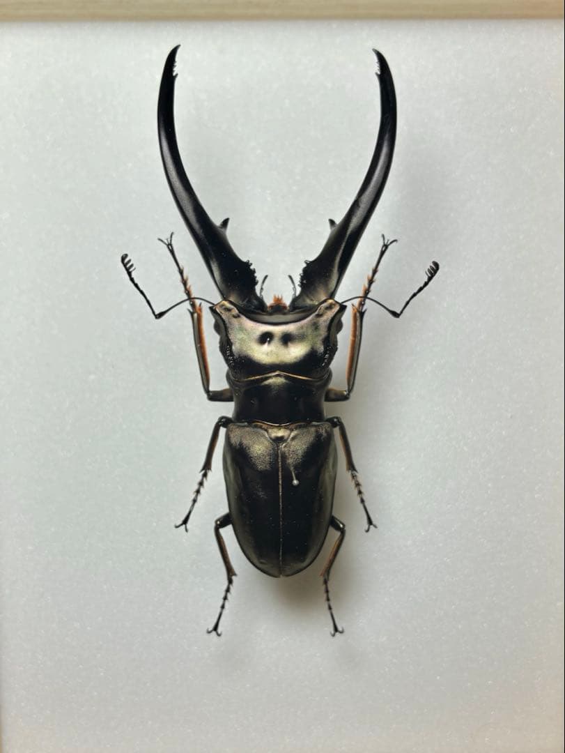 昆虫標本 大型モンギロー二ホソアカ 77mm 飼育品