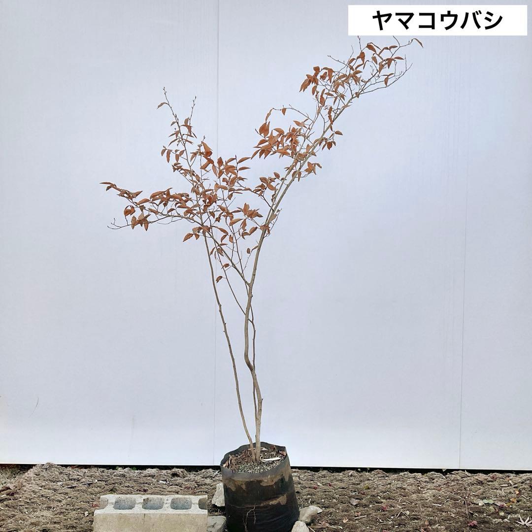 やよっぴさん専用　ヤマコウバシ/ 964