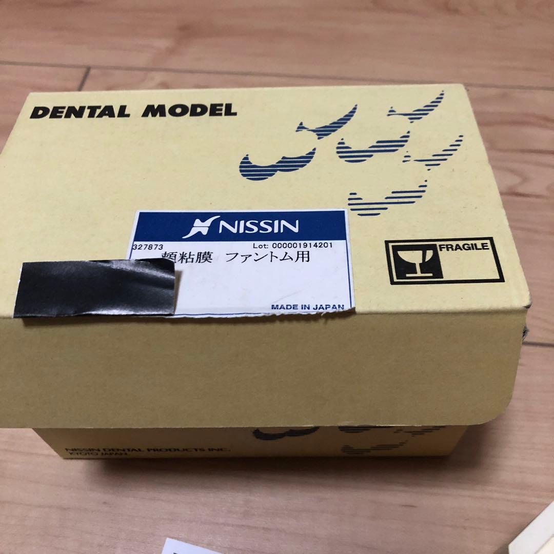 NISSIN ニッシン　顎模型　デンタルモデル　舌模型　粘膜