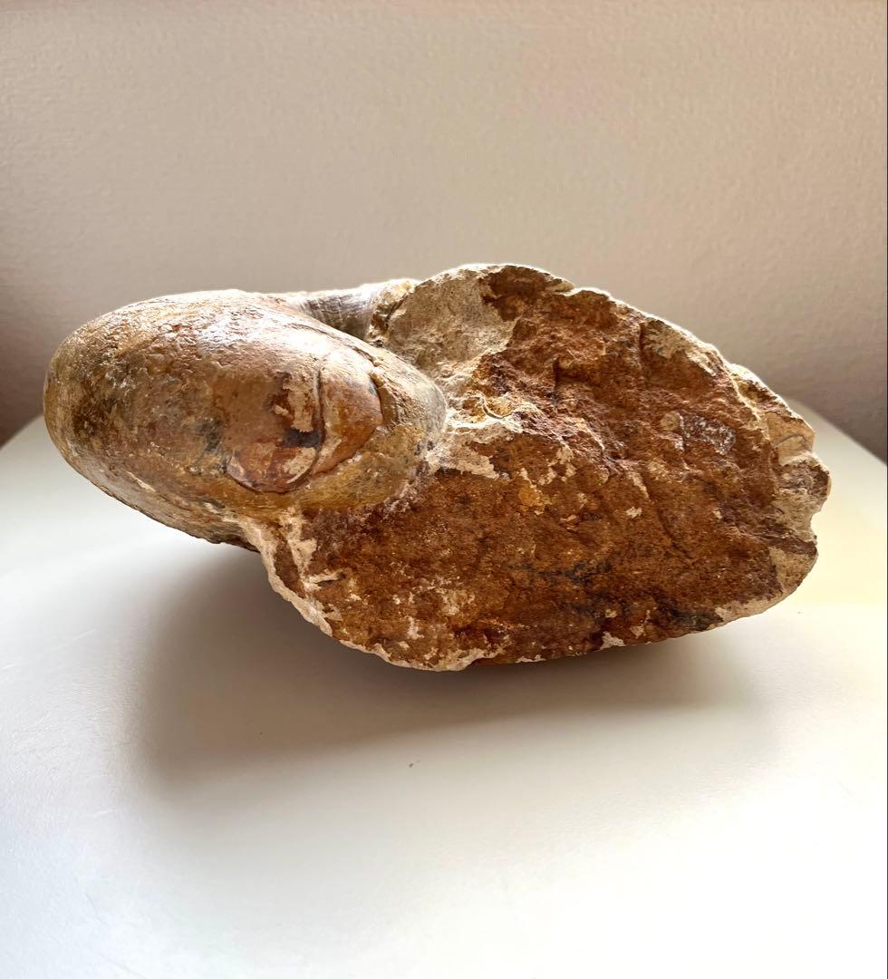 オウムガイ化石　モロッコ産　特大