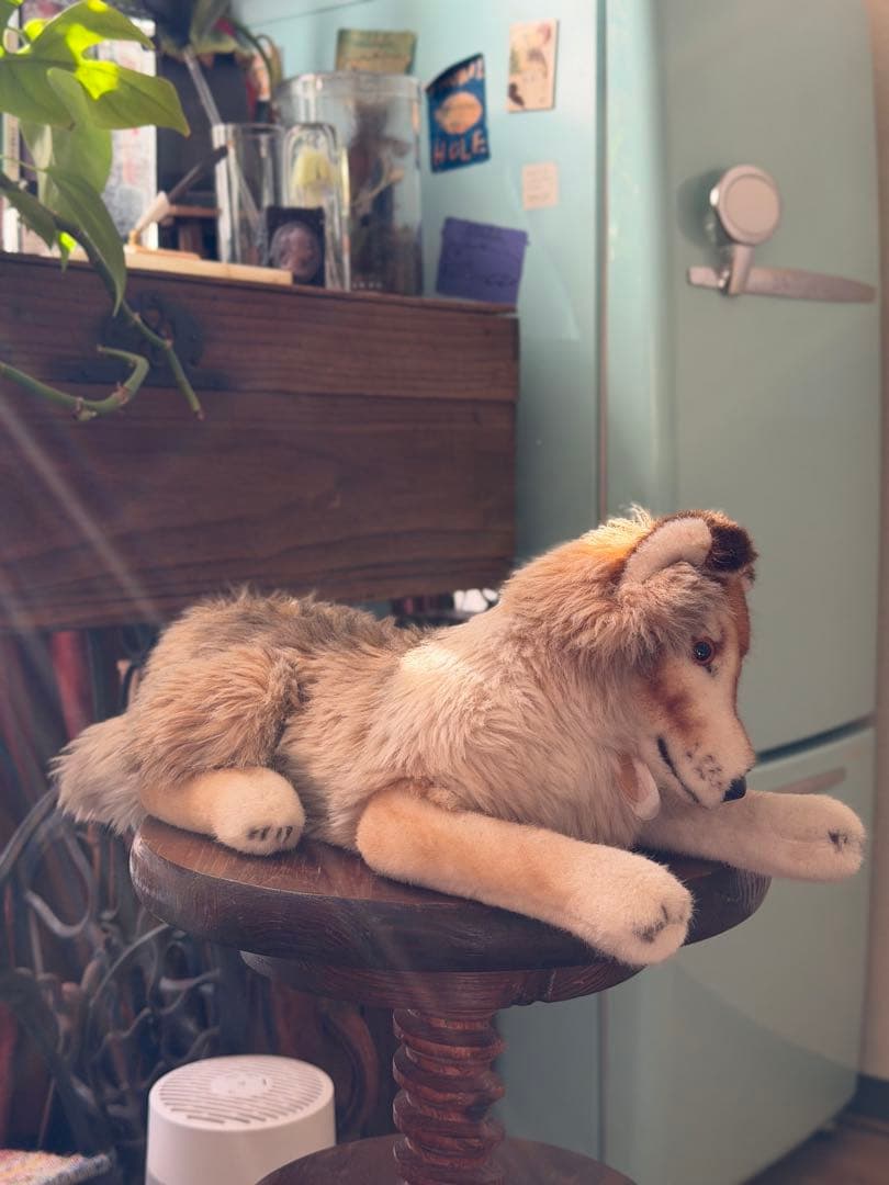 シュタイフ　コリー　オールドシュタイフ