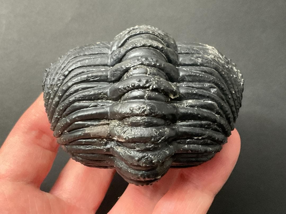 ドロトプス・メガロマニクス [PH59] 三葉虫 化石