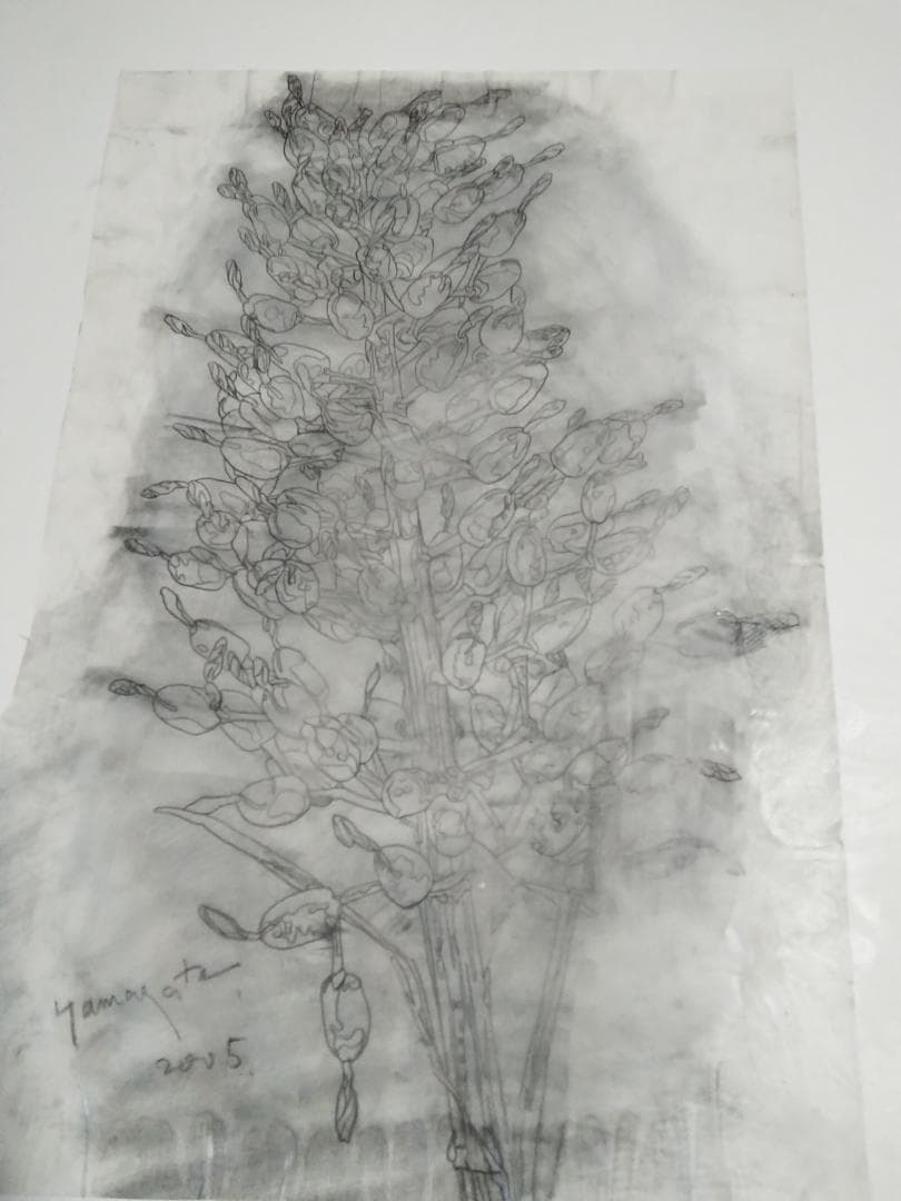 ヒロ・ヤマガタ植物直筆真作鉛筆木炭画ドローイング巨匠証明書あり額無しキャンバス