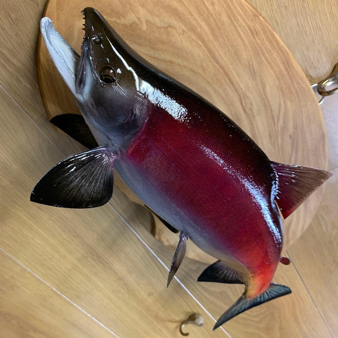 魚類剥製工房エフクラフト　晩秋の幅広セッパリヒメマス雄37センチ位 最終形態