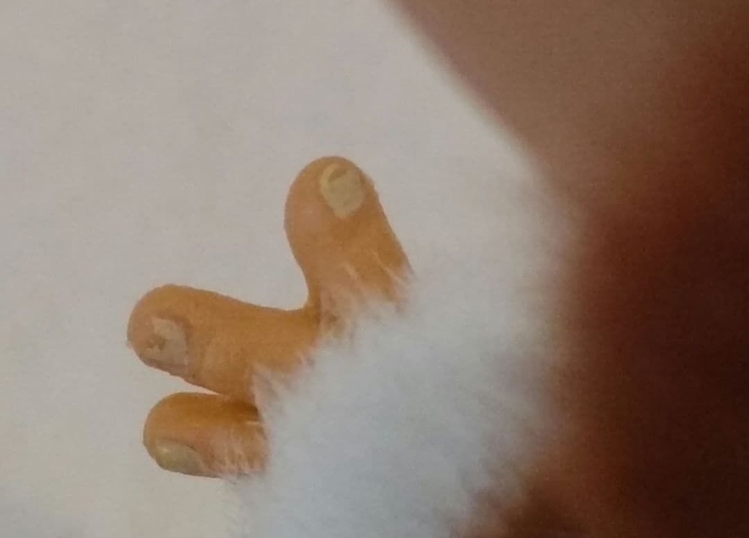 グレムリン　ギズモ　ぬいぐるみ　ジュンプランニング社　ゴム　GREMLiNS