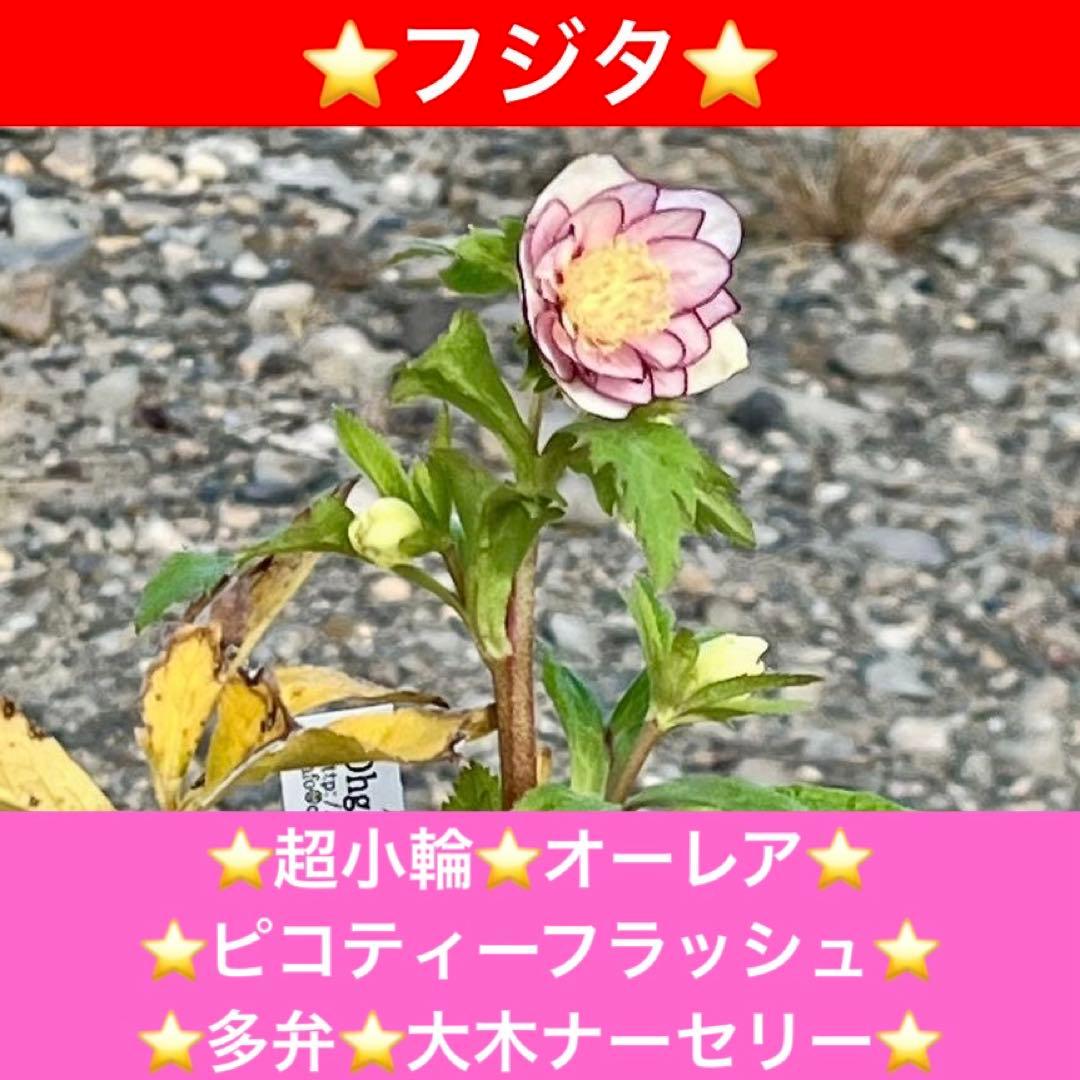 ˙*⋆様 3314⭐️超小輪⭐️フジタ⭐️オーレア⭐️ピコティーフラッシュ⭐️多