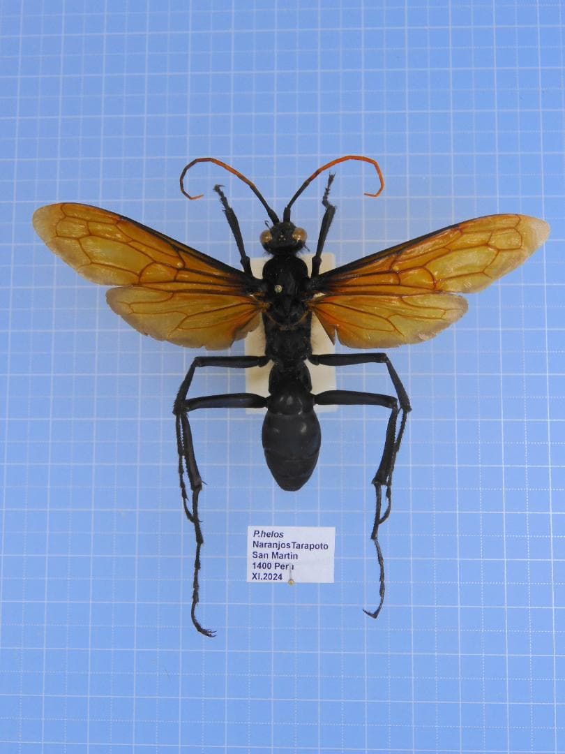 ペルー産　巨大ベッコウバチ　105mm(翅)