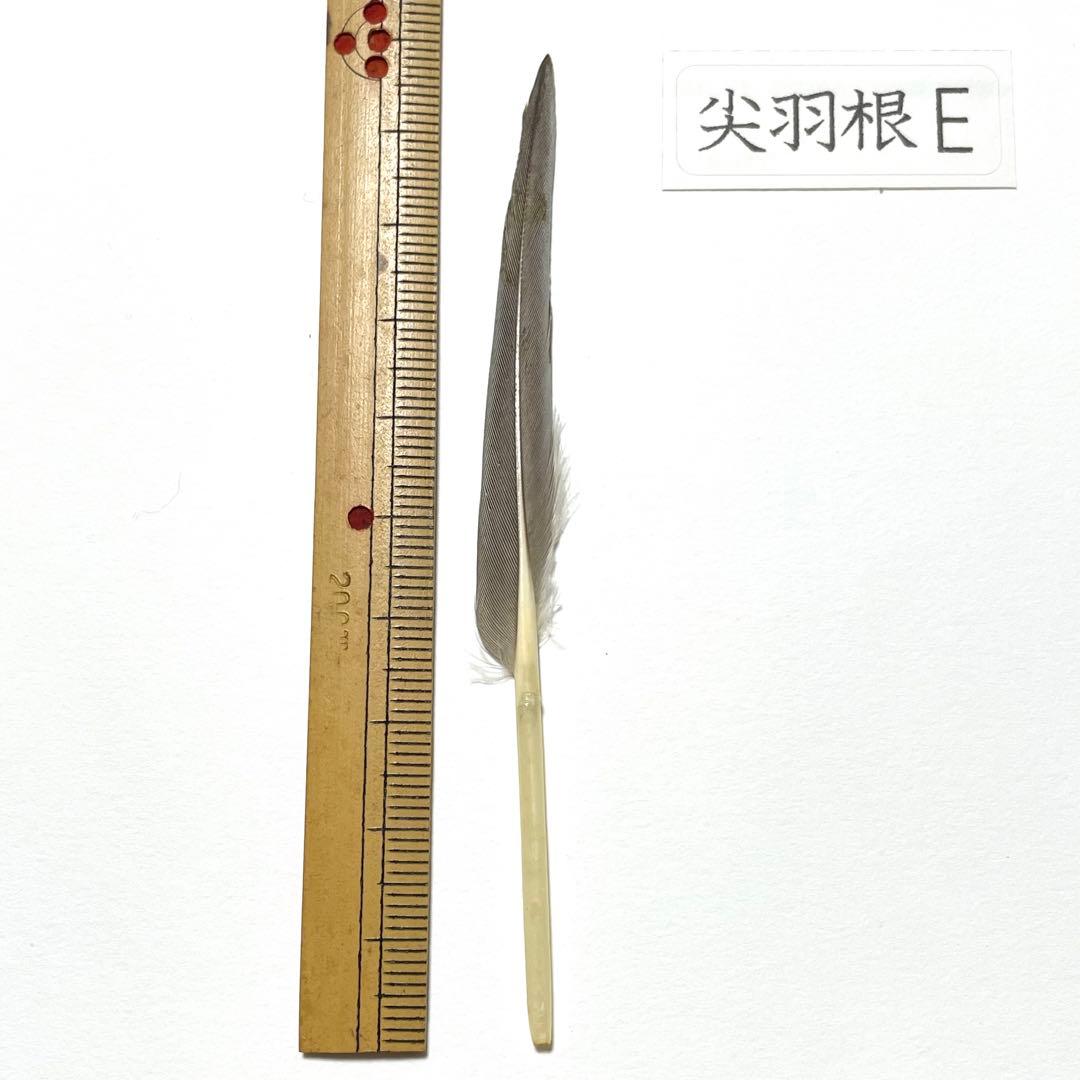 盆石道具 尖羽根 (E)