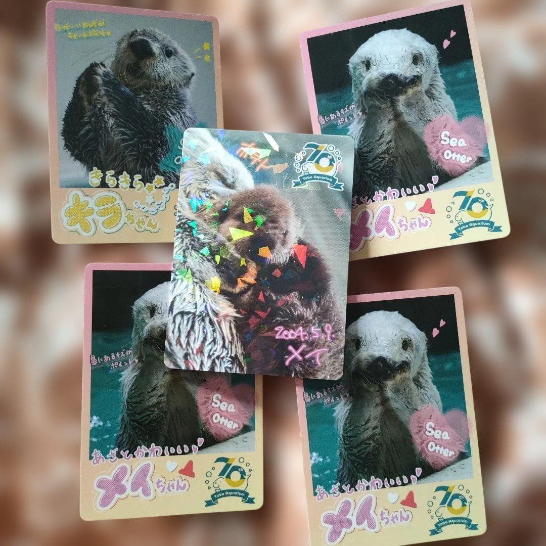 鳥羽水族館　トレーディングカード　ラッコ