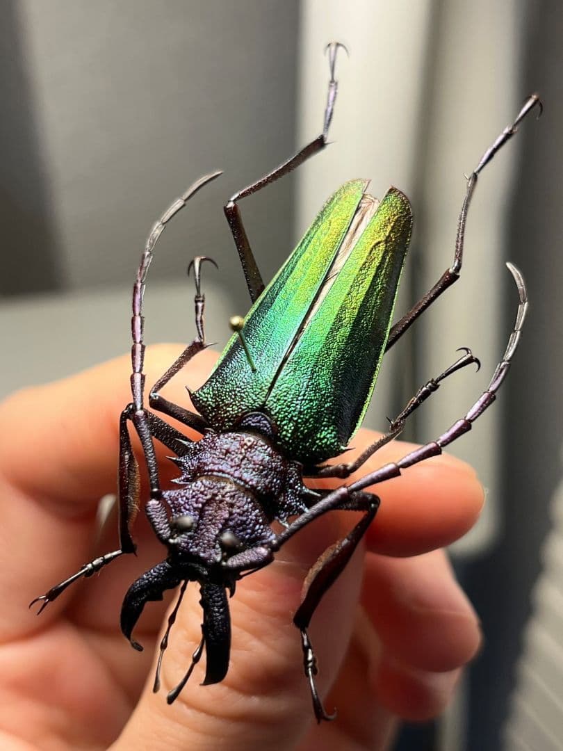 【青緑黄】ルリオニカミキリ ムラサキオニノコギリカミキリ 昆虫標本