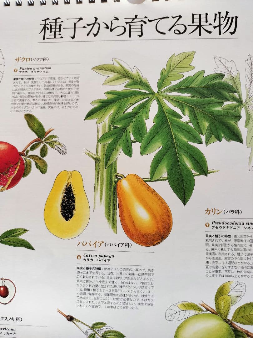 BE-PAL ビーパル カレンダー 新品未使用 1994年 ヴィンテージ