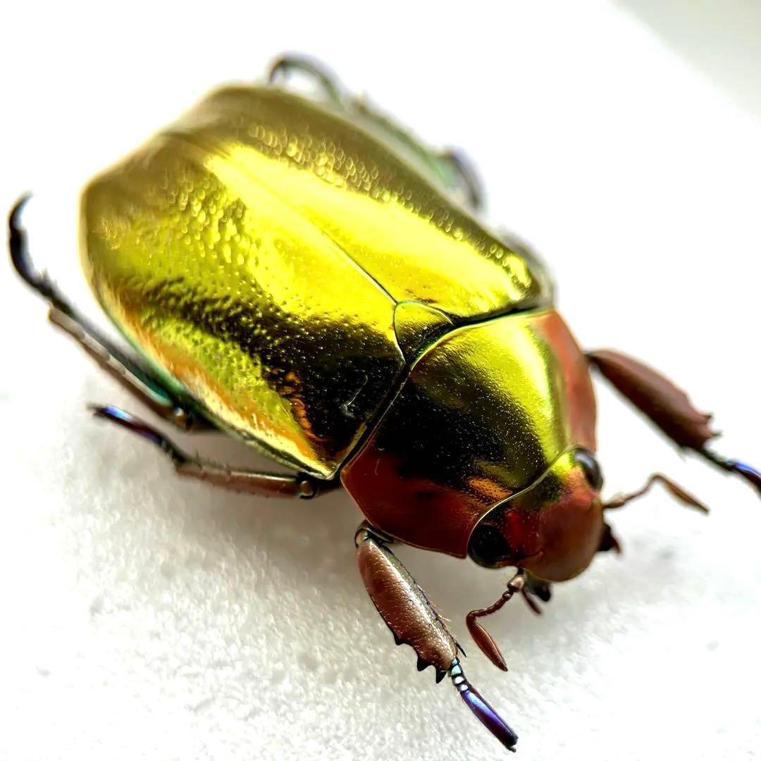 08083 アウリガンスプラチナコガネ