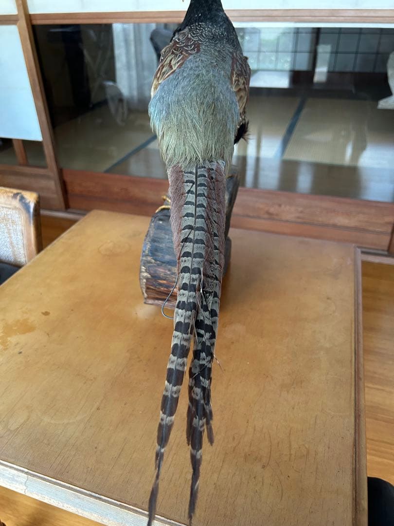 雉　キジの剥製　レトロ