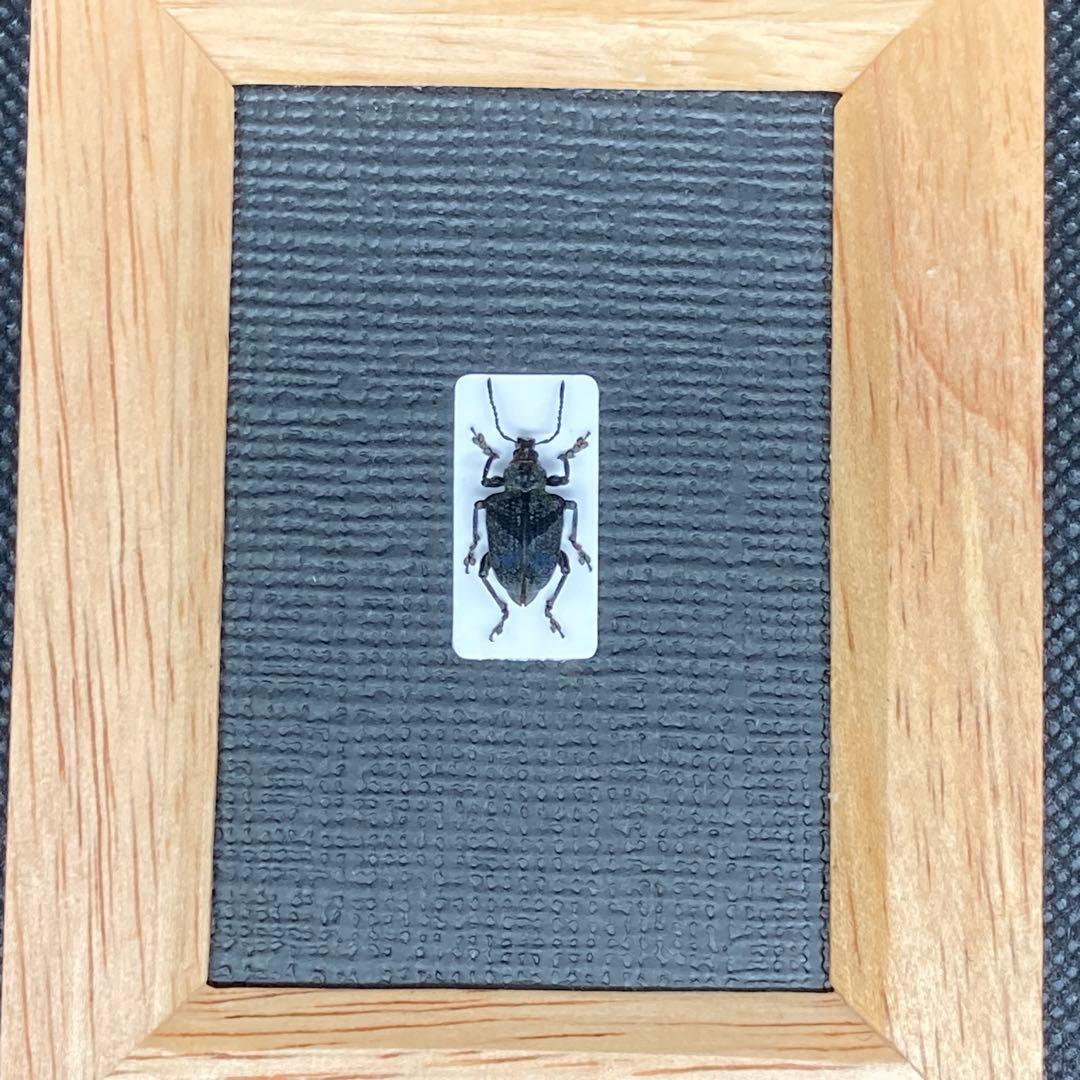 バッテン模様の南米のホウセキゾウムシ【標本】