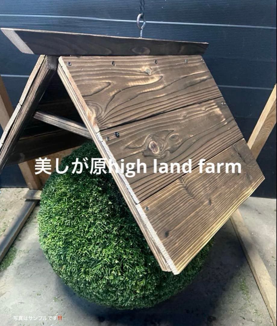 杉玉　約40センチ‼️縁起物　丸くて幸せ　家族円満♪