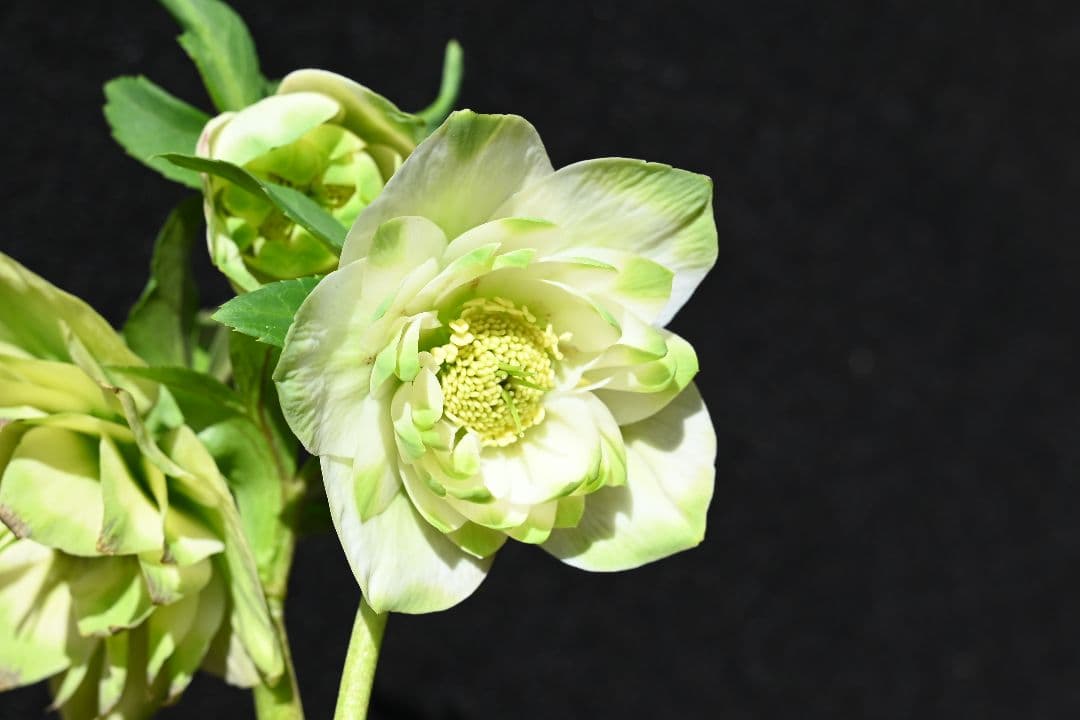 クリスマスローズ　最新花　ddグリーンリップ　加藤農園