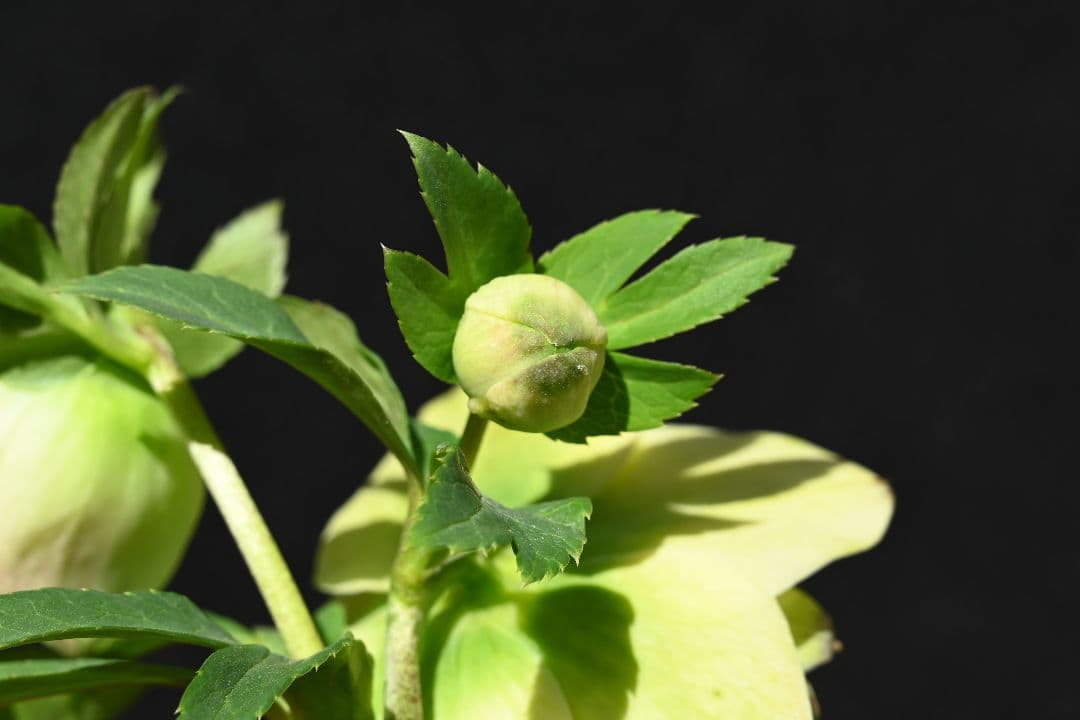 クリスマスローズ　最新花　ddグリーンリップ　加藤農園