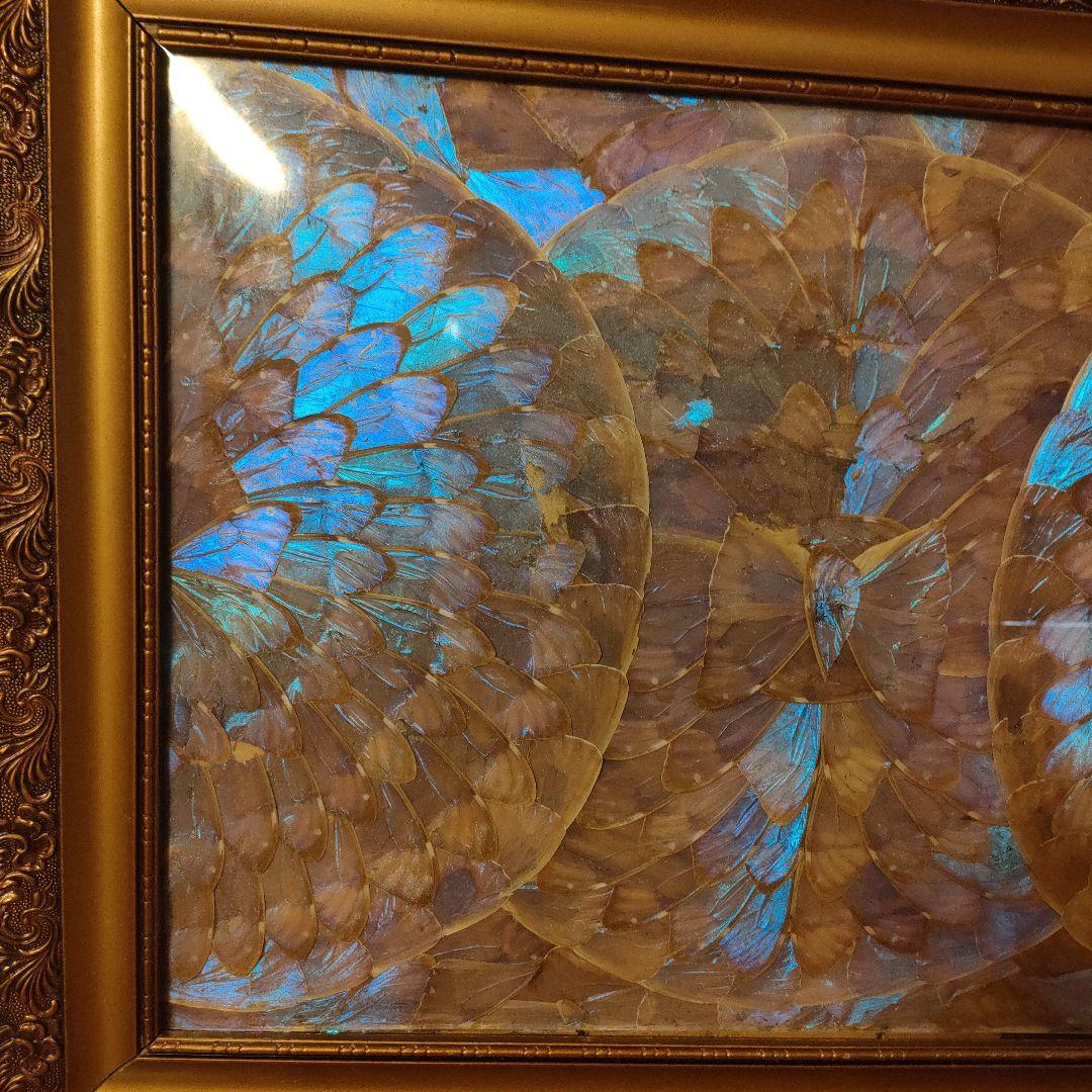 モルフォ蝶 額 蝶 インテリア アート 壁飾り 羽 額サイズ40×50cm