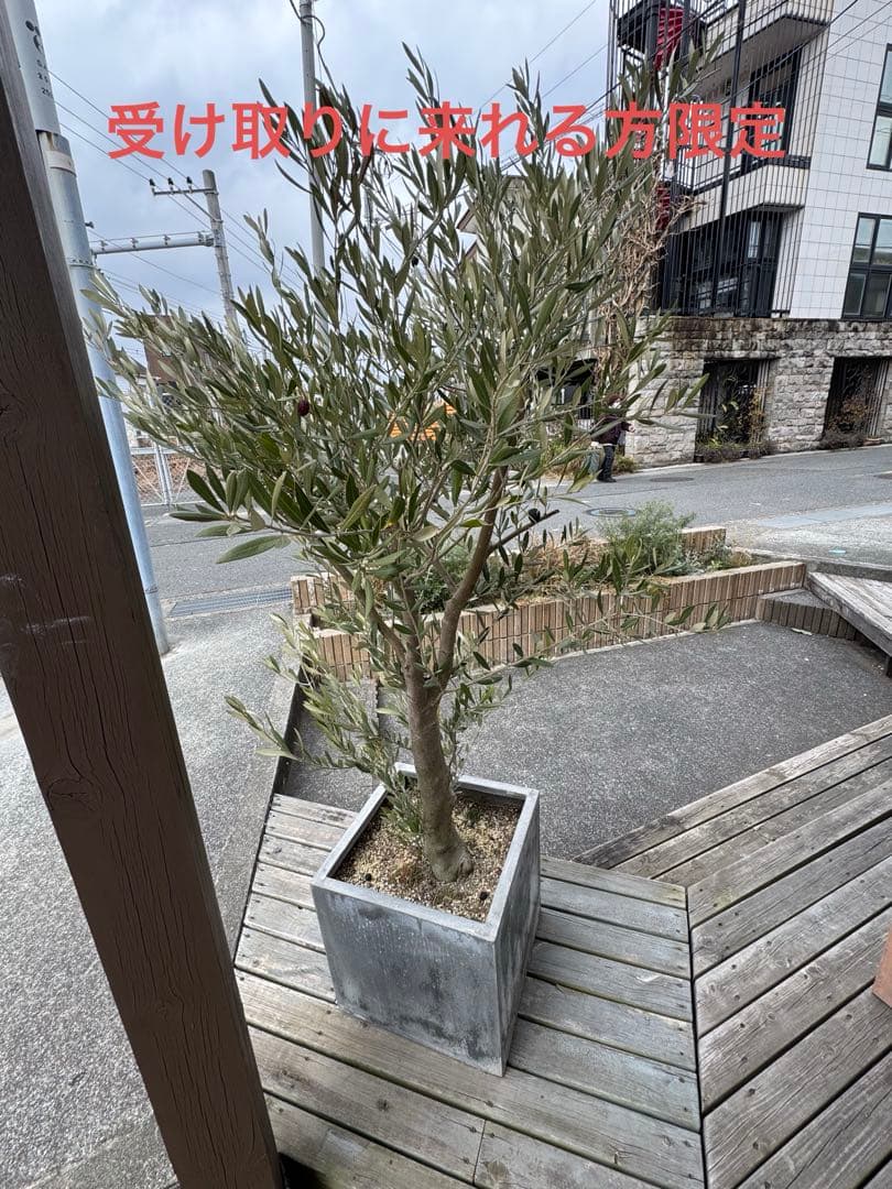 た*う様 オリーブの木