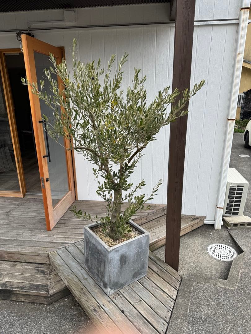た*う様 オリーブの木