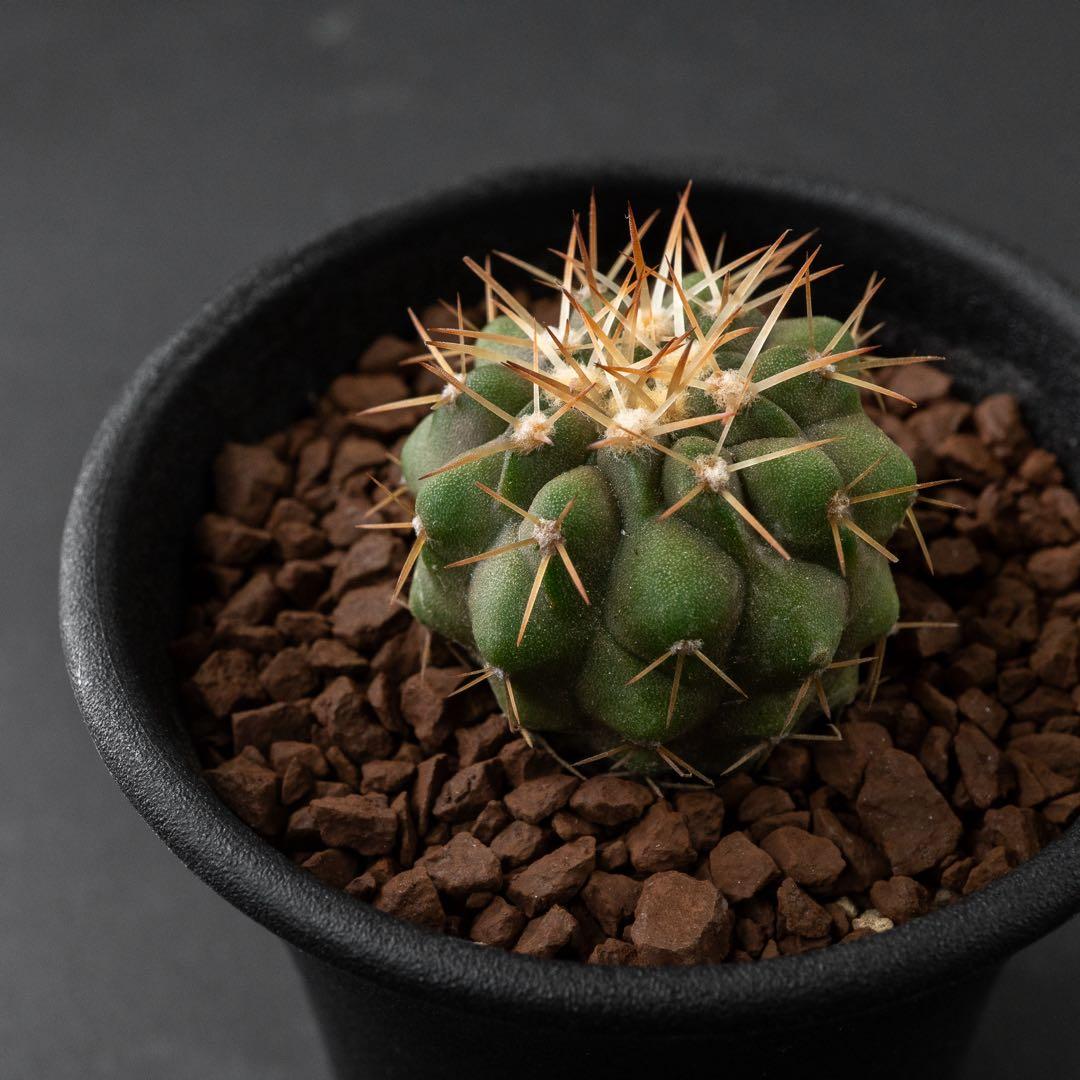 コルムナアルバ x 輸入球 （実生） コピアポア 孤竜丸 #227