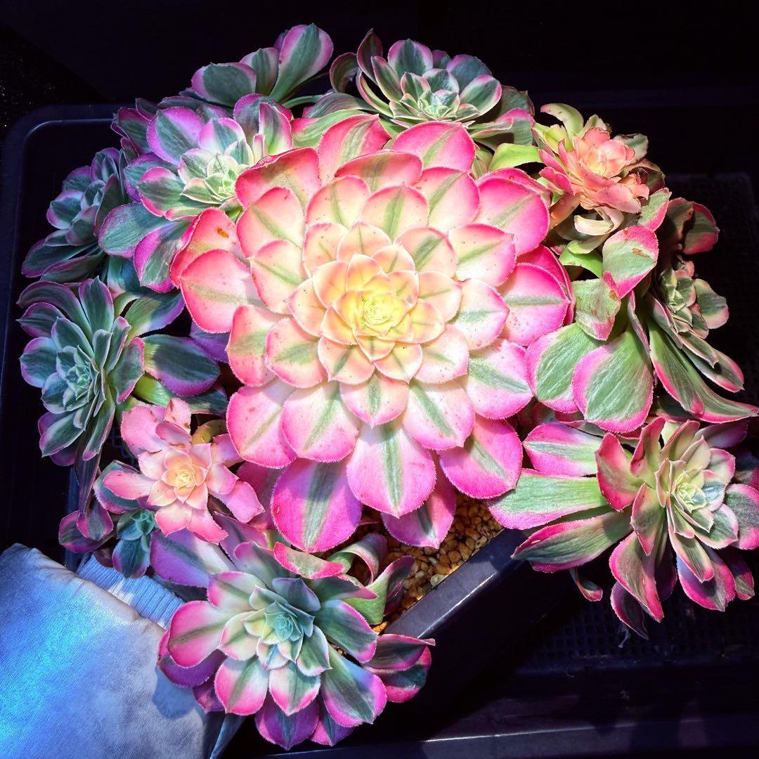 新入荷　レア新品種　アエオニウム　エレガントクイル(群生)31cm超大品　法師錦