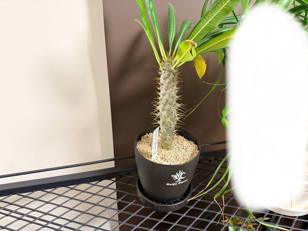 怪獣プランツ　怪獣プラント　アガベ 植物　棚　ラック