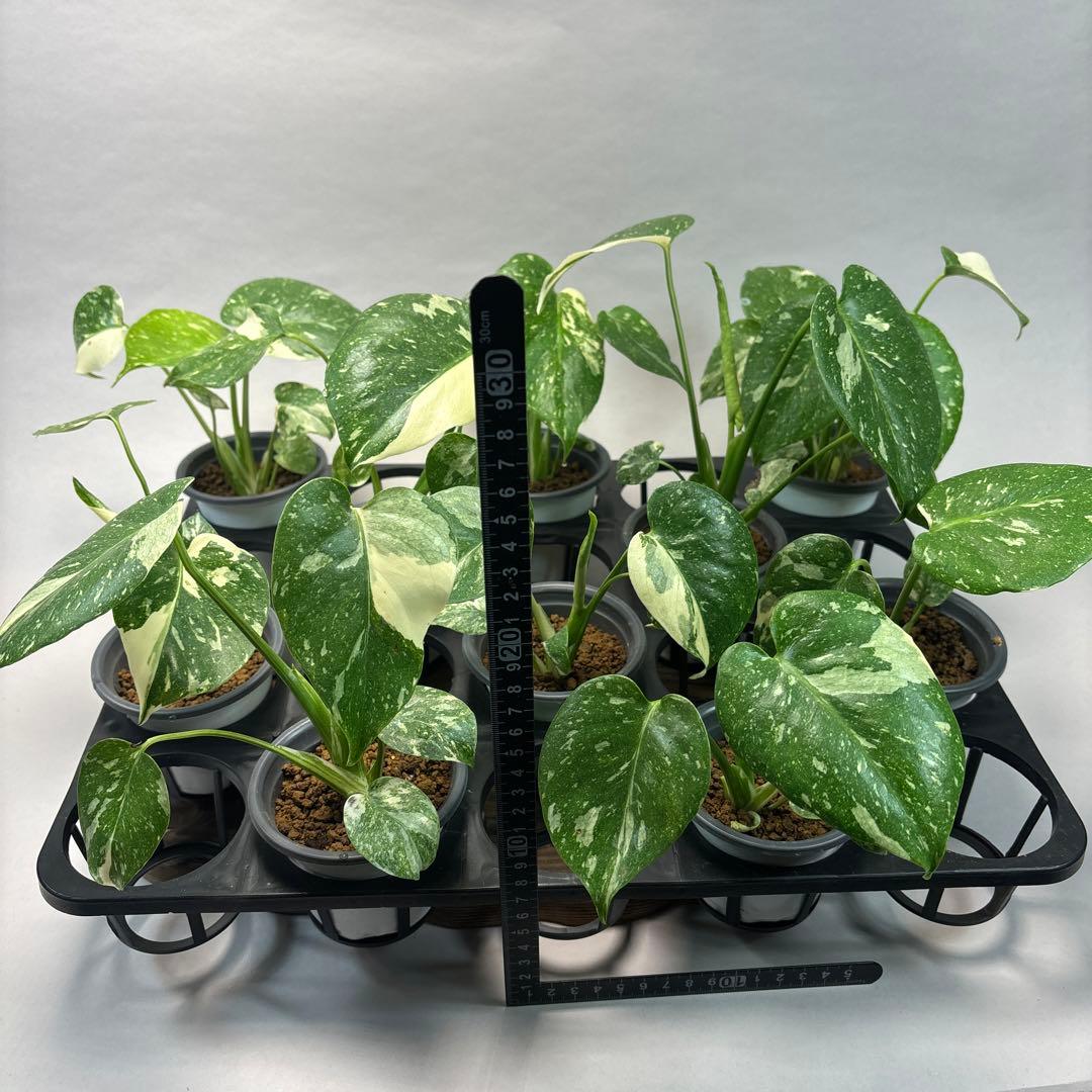 r*8様 10株セットMS134【特別選抜】モンステラ・タイコンステレーション