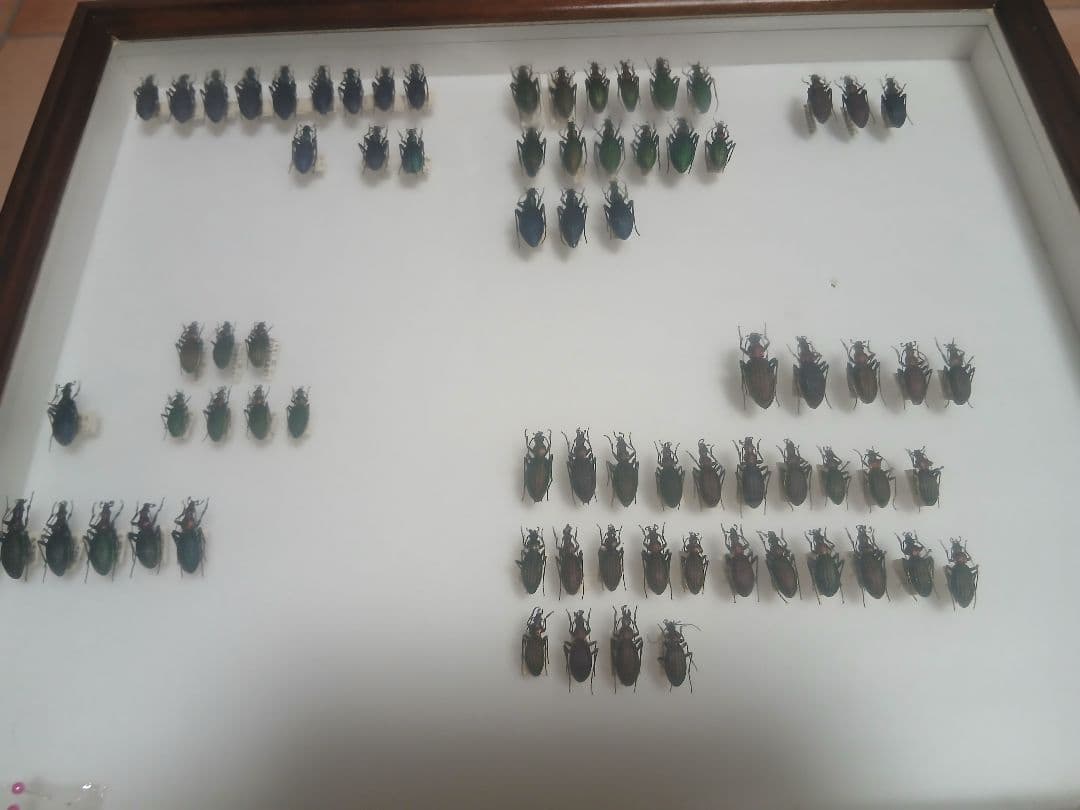 昆虫標本 木製フレーム付き