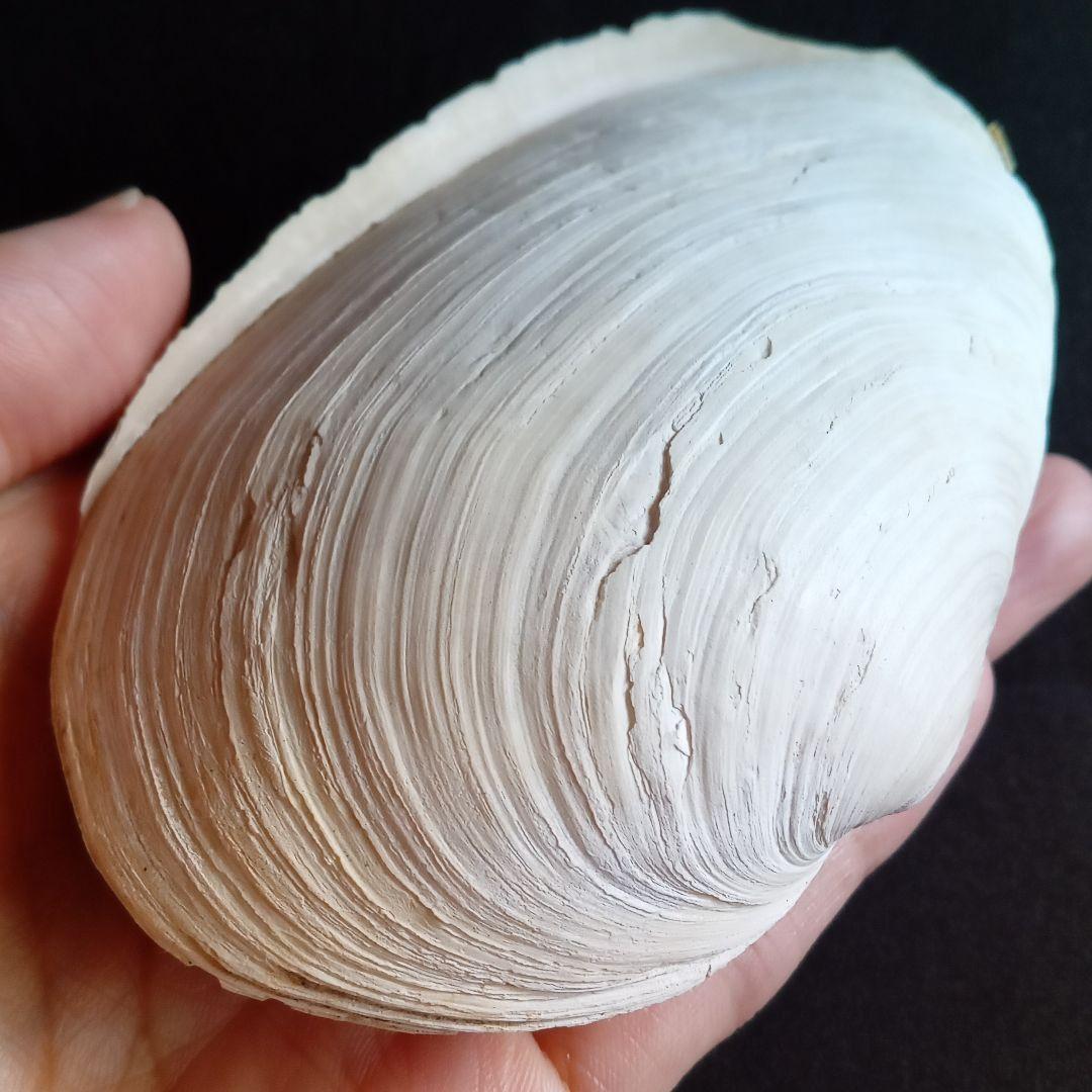 化石　骨格　標本　貝殻　国産　両殻　美麗標本