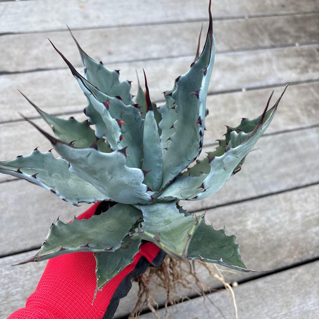 アガベ コロラータ　陽炎