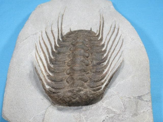 三葉虫　セレノペルティス　モロッコ　No.1637