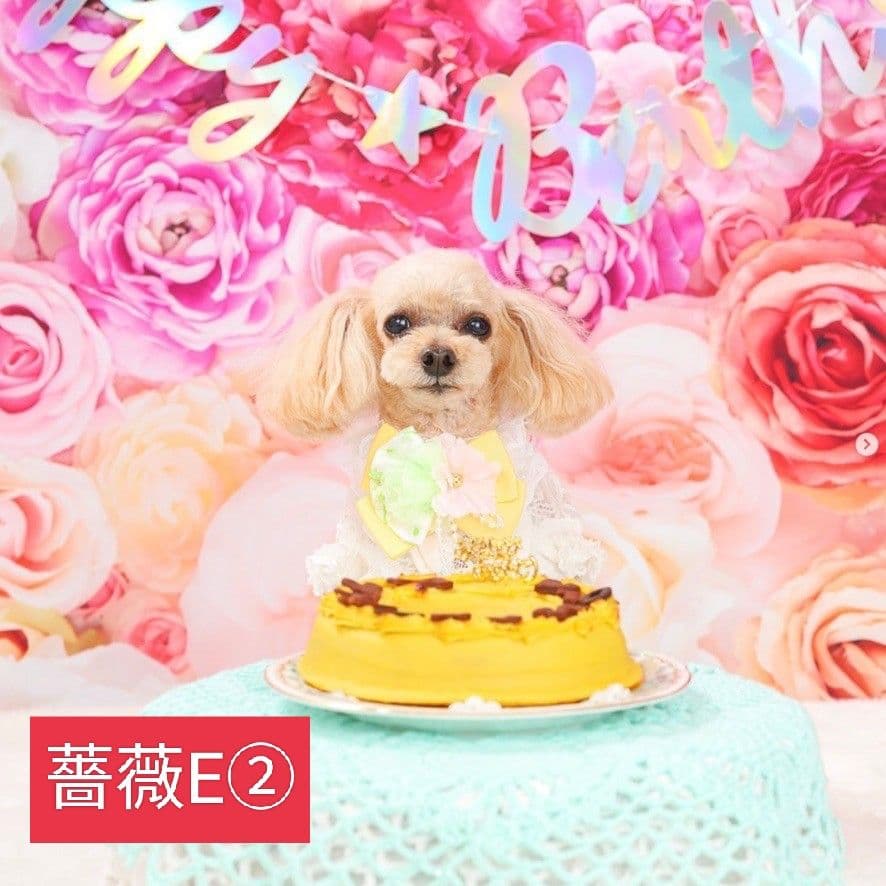 背景布【ぼかしJ】サンプル　ペット撮影用フォトブース　1月　玉ボケ　幻想的