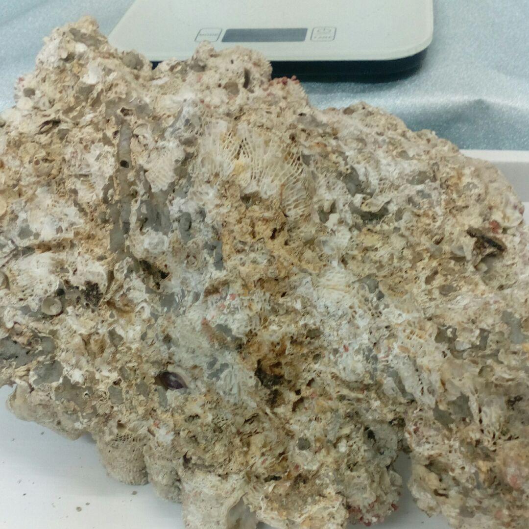 珊瑚オブジェ３５００グラムクラス天然大型サイズ白珊瑚アクアリウム鑑賞コレクション