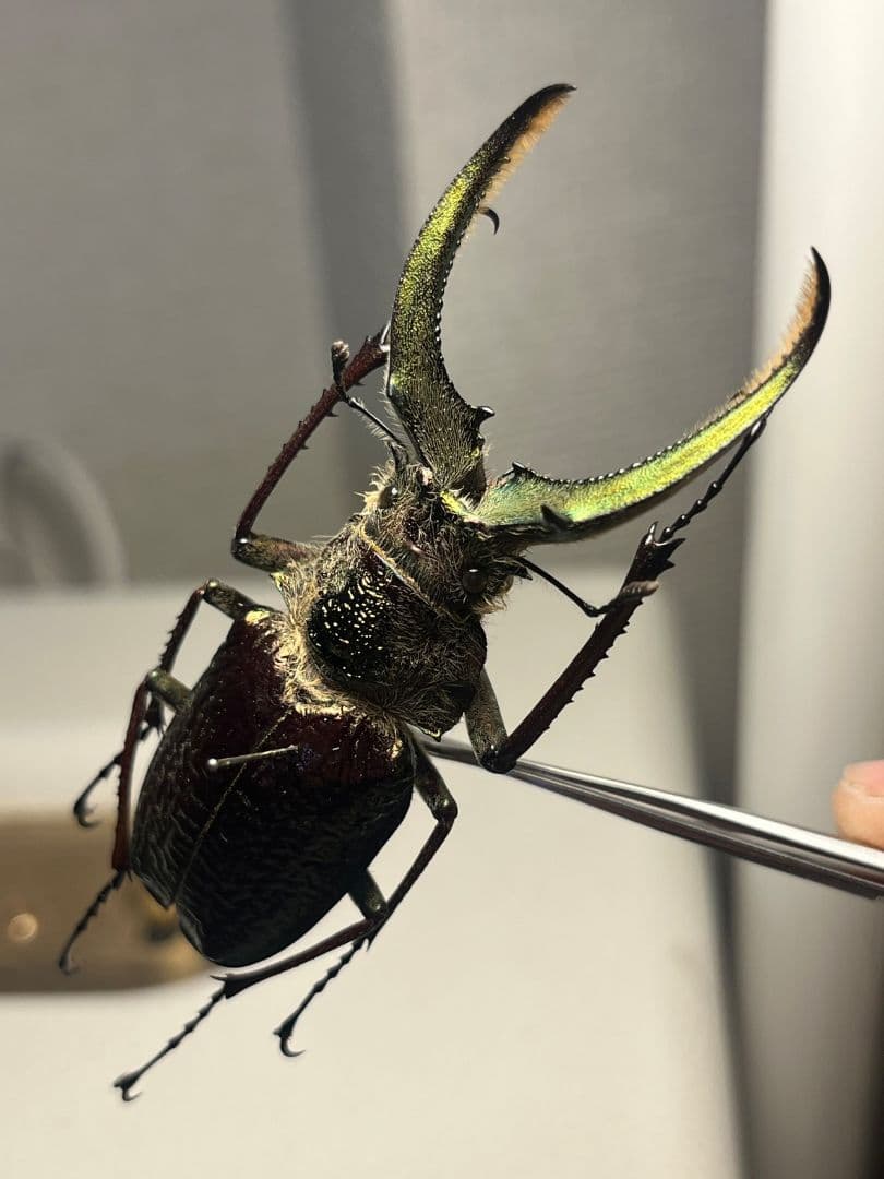 【顎YELLOW】ギガンテウスシワバネクワガタ 昆虫標本 ニジイロクワガタ