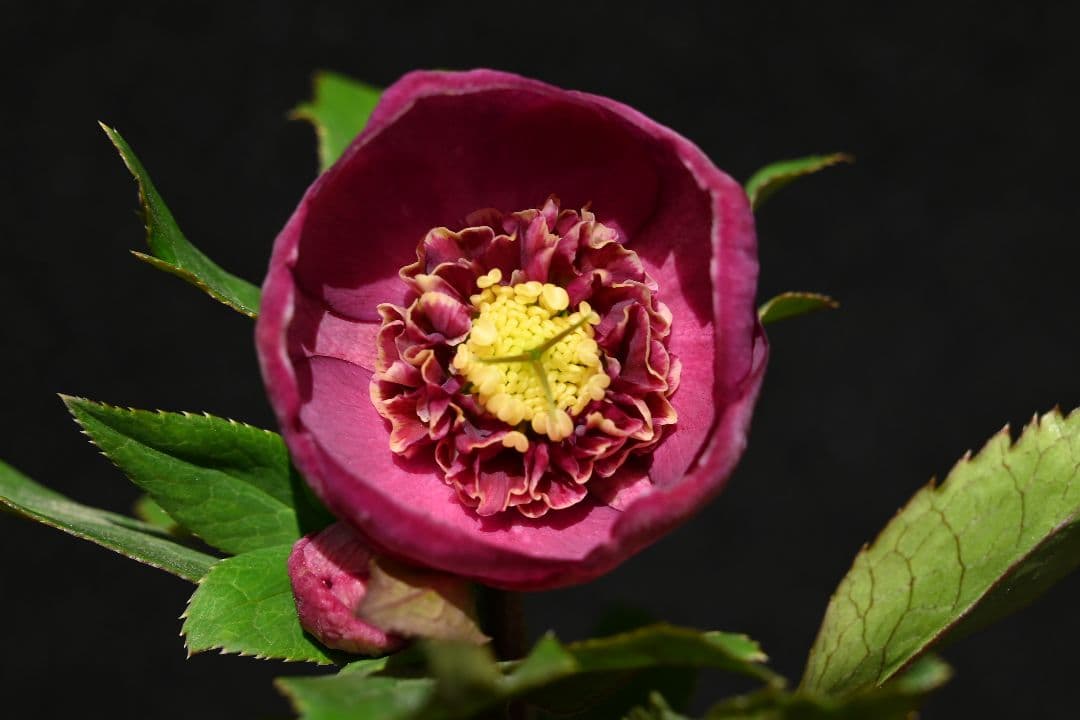 クリスマスローズ　sd小輪レッドソフトカップ咲き　加藤農園