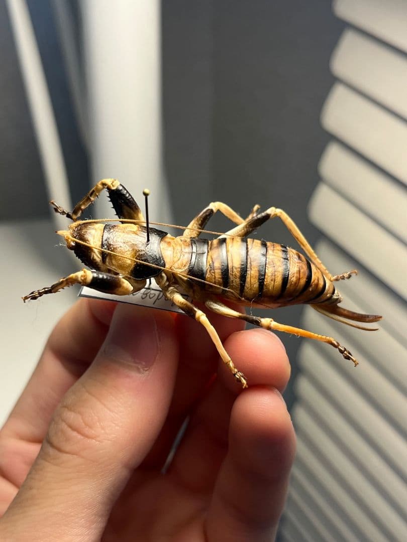 【美麗♀】ロブスターキリギリス マッチョキリギリス コロギス リオックナナ　標本