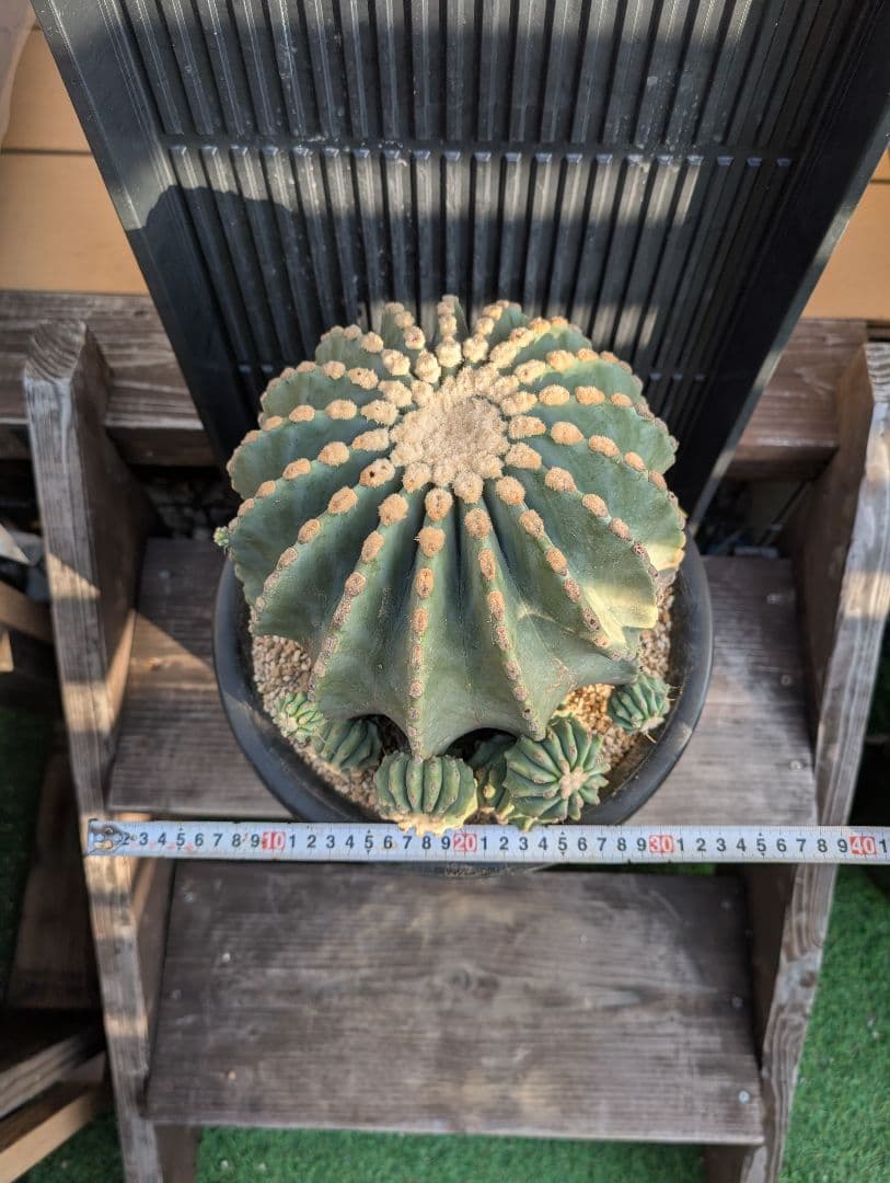 【Omc Labo】極上3　フェロカクタス刺無王冠竜　希少 サボテン　古木