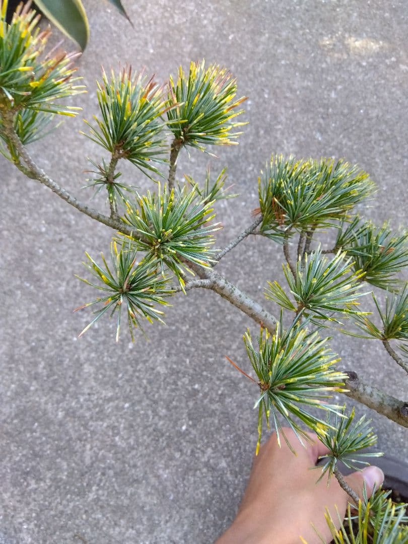 五葉松　斑入り　盆栽　8号陶器鉢つき　曲がり❗美柄❗　③