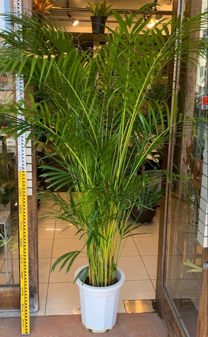 特大 アレカヤシ 10号　ファイバー鉢　お皿付き